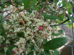 Muehlenbeckia hastulata
