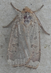 Abagrotis alternata