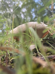 Lactarius argillaceifolius