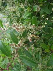 Muehlenbeckia hastulata