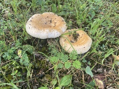 Lactarius argillaceifolius