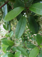 Muehlenbeckia hastulata