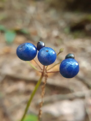 Clintonia umbellulata