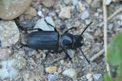 Spondylis buprestoides