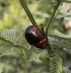 Dicranosterna immaculata