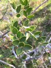 Aspidosperma quebracho-blanco