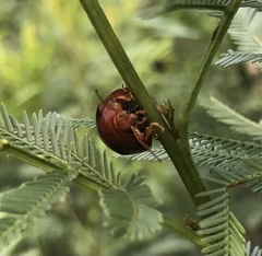 Dicranosterna immaculata