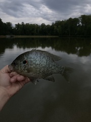Lepomis microlophus