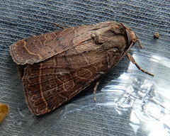 Orthodes majuscula
