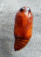 Orthodes majuscula