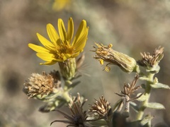 Heterotheca zionensis
