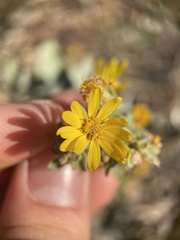 Heterotheca zionensis