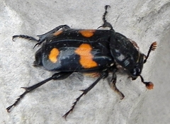Nicrophorus orbicollis