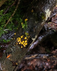 Calycina citrina