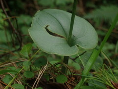 Malaxis maianthemifolia