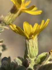 Heterotheca zionensis