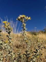 Heterotheca zionensis