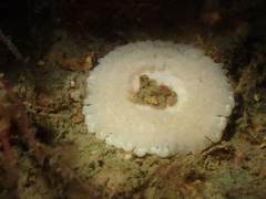 Capnea sanguinea