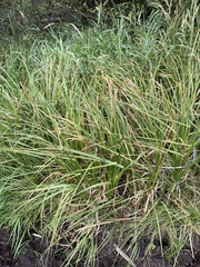 Carex utriculata