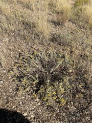 Heterotheca zionensis