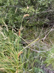 Carex utriculata
