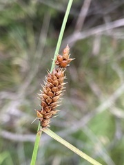 Carex utriculata