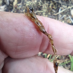 Carex fracta