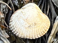 Cerastoderma edule