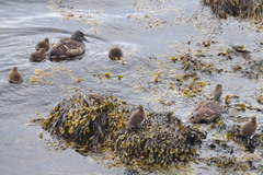 Somateria mollissima