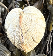 Cerastoderma edule