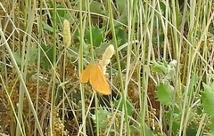 Amygdaloptera testaria