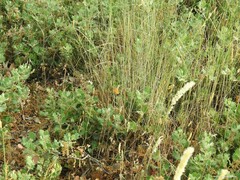 Amygdaloptera testaria