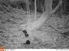 Turdus merula merula