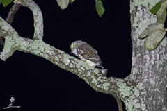 Glaucidium cuculoides