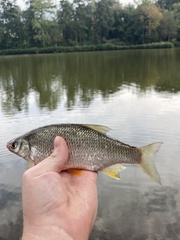 Notemigonus crysoleucas