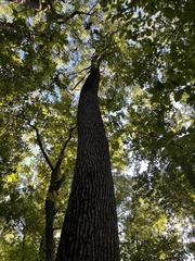 Liquidambar styraciflua