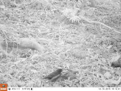 Turdus merula merula