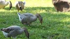 Anser anser domesticus × anser cygnoides domesticus