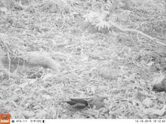 Turdus merula merula