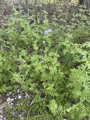 Conoclinium dissectum