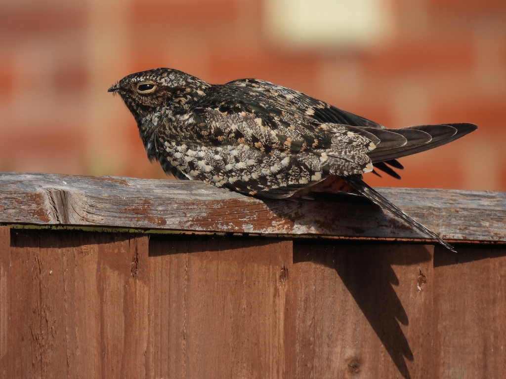 Common Nighthawk from Wantage OX12, UK on September 26, 2022 at 0220