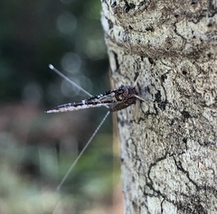 Ephemeroptera