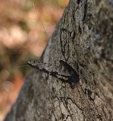 Ephemeroptera