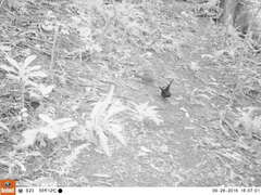 Turdus merula merula