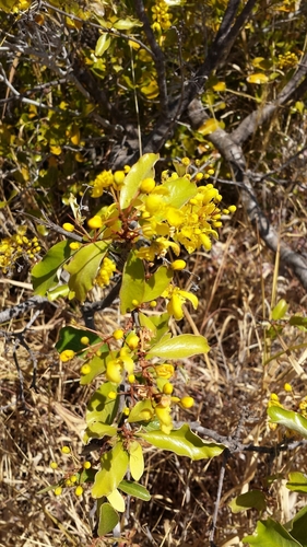 Acridocarpus excelsus