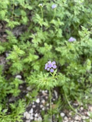 Conoclinium dissectum