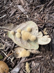 Druon quercuslanigerum