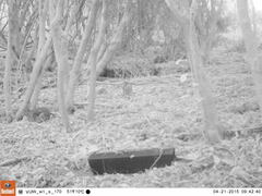 Oryctolagus cuniculus cuniculus