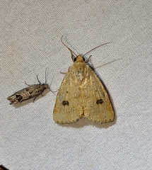 Heliocheilus paradoxus