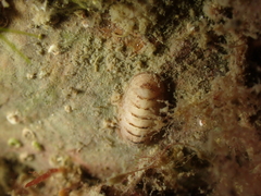 Leptochiton cancellatus
